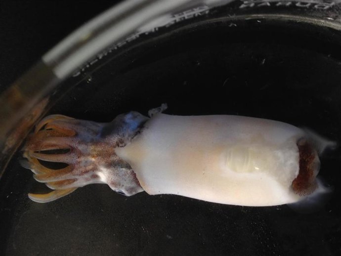 Imagen del estudio de la evolucion de los decapodiformes (sepias y calamares), del Instituto Oceanográfico