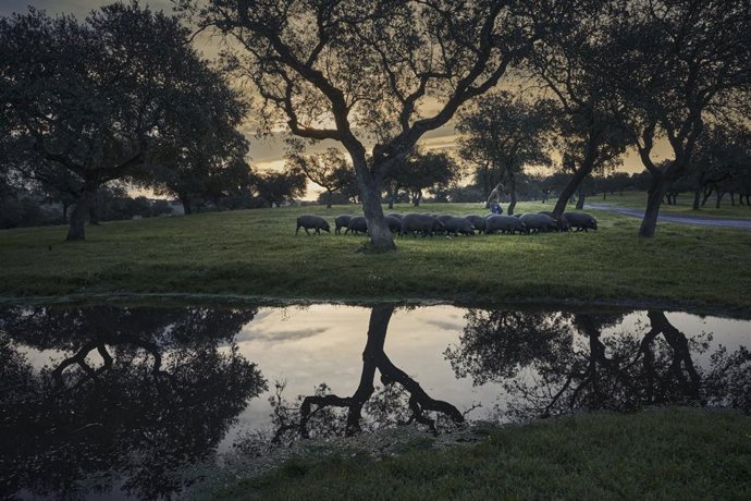 Archivo - Cerdo ibérico en la dehesa.
