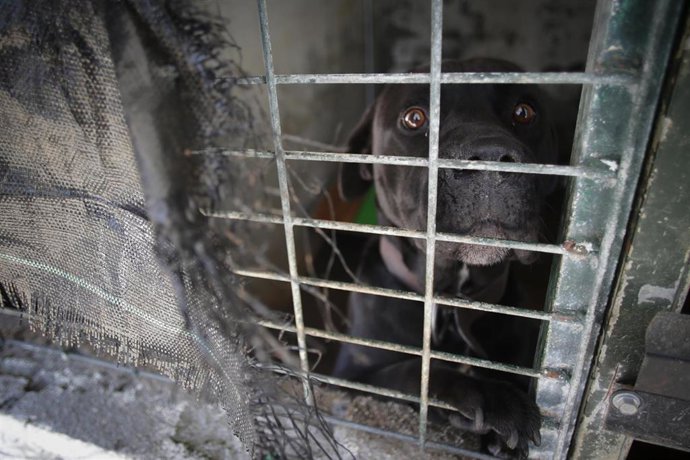 Archivo - Un perro en una de las jaulas de la Sociedad Protectora de animales de Lugo, a 16 de marzo de 2023, en Lugo, Galicia (España). 