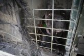 Foto: Ciencia.-El comercio mundial de vida silvestre aumenta el riesgo de transmisión de patógenos de animales a humanos