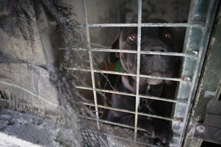 Archivo - Un perro en una de las jaulas de la Sociedad Protectora de animales de Lugo, a 16 de marzo de 2023, en Lugo, Galicia (España). La Sociedad Protectora de animales de Lugo cuenta con casi 200 perros en sus instalaciones. Más de 500 socios y 100 vo