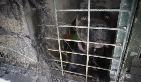 notibrasil sociedade