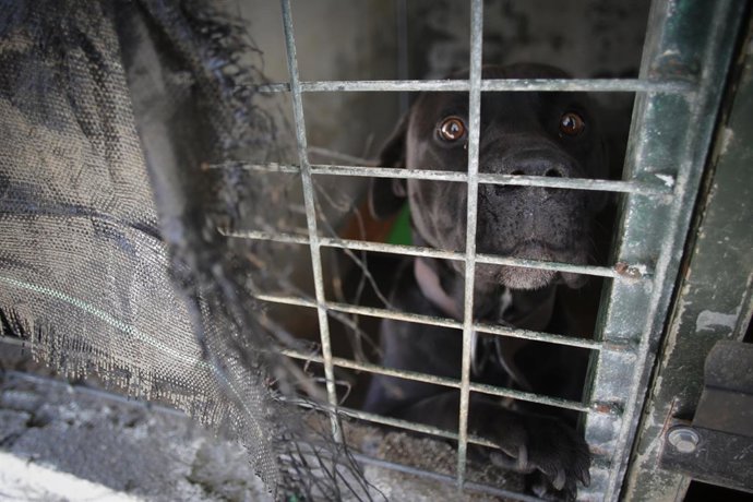 Archivo - Arquivo - Um cão em uma das gaiolas da Sociedade Protetora dos Animais de Lugo, em 16 de março de 2023, em Lugo, Galícia (Espanha). A Sociedade Protetora dos Animais de Lugo tem quase 200 cães em suas instalações. Mais de 500 associados e 100 vo