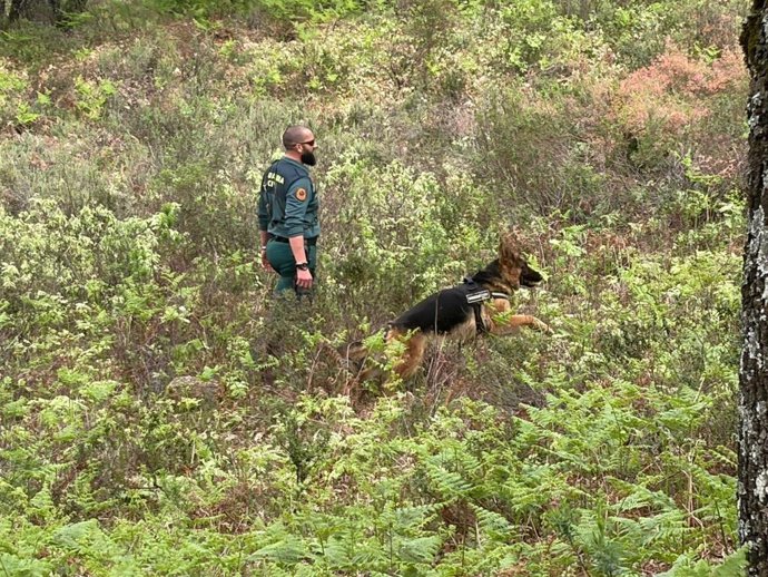 Un guardia civil busca al desaparecido en Jarandilla de la Vera