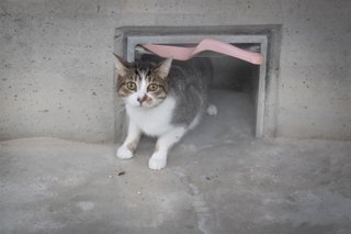 Archivo - Gatos durante la jornada de puertas abiertas en el Centro de Protección Animal de Madrid Salud, a 17 de enero de 2026, en Madrid (España). El Centro de Protección Animal es el centro de acogida de animales del Ayuntamiento de Madrid que se ocupa