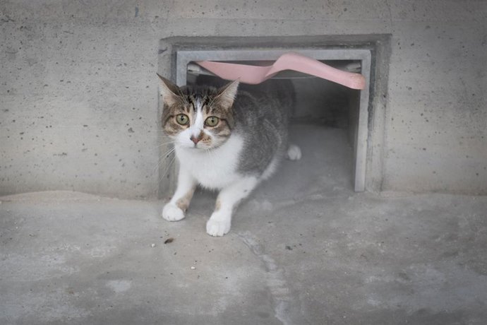 Archivo - Gatos durante la jornada de puertas abiertas en el Centro de Protección Animal de Madrid Salud, a 17 de enero de 2026, en Madrid (España). El Centro de Protección Animal es el centro de acogida de animales del Ayuntamiento de Madrid que se ocupa