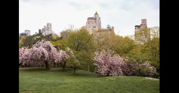 Nueva York en rosa: guía imprescindible para cazar la floración de los cerezos este 2026