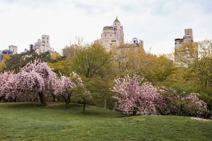 Nueva York se tiñe de rosa en primavera