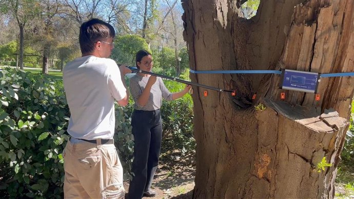 Revisión de arbolado por parte del Ayuntamiento de Sevilla.