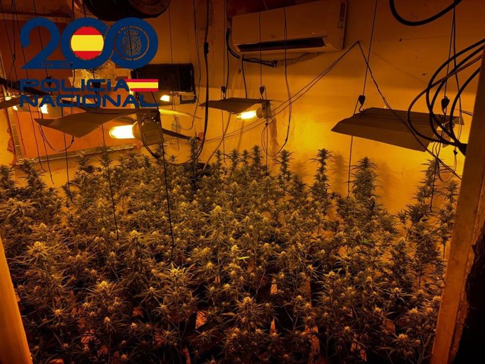 Archivo - Desmantelamiento de una plantación de marihuana en las Tres Mil Viviendas de Sevilla.