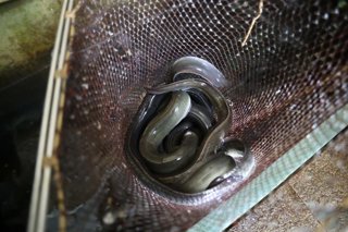 Archivo - Varias anguilas, en el restaurante Río Loyo, a 20 de febrero de 2026, en Paradela Lugo, Galicia (España). 