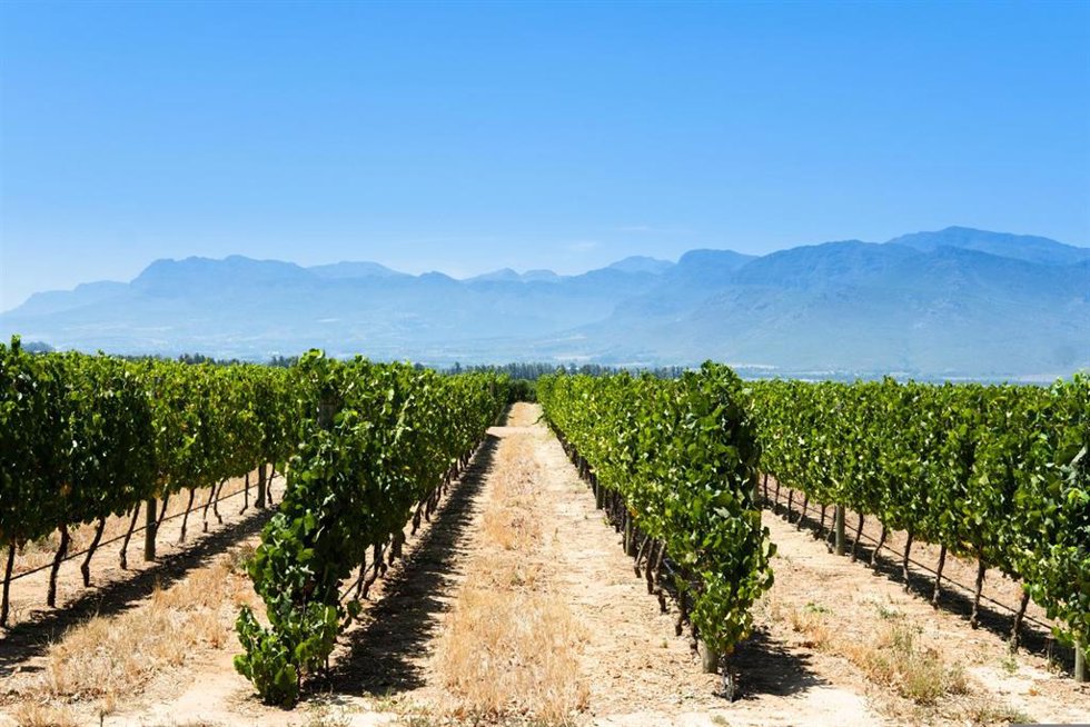 Viñedo