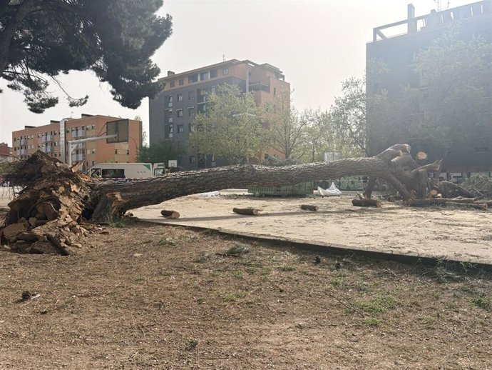 Imagen del pino que ayer cayó sobre el patio del colegio Alonso Berruguete.