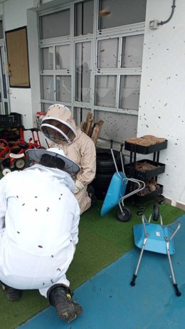 Enjambre de abejas retirado en el Colegio Británico en La Orotava