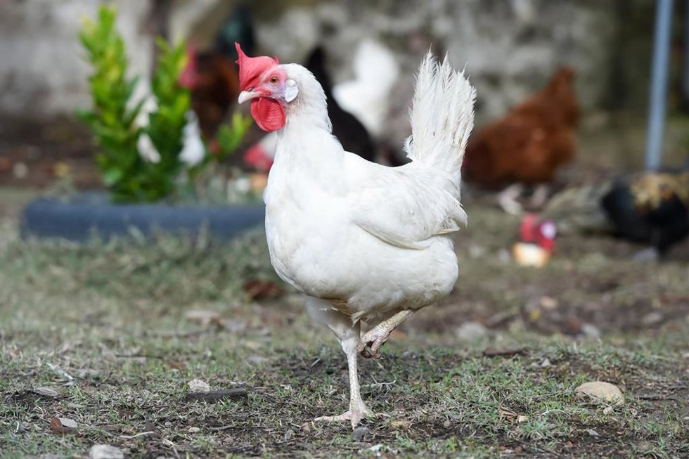 Archivo - Gallinas, a 16 de noviembre de 2025, en Coria, Cáceres, Extremadura (España).