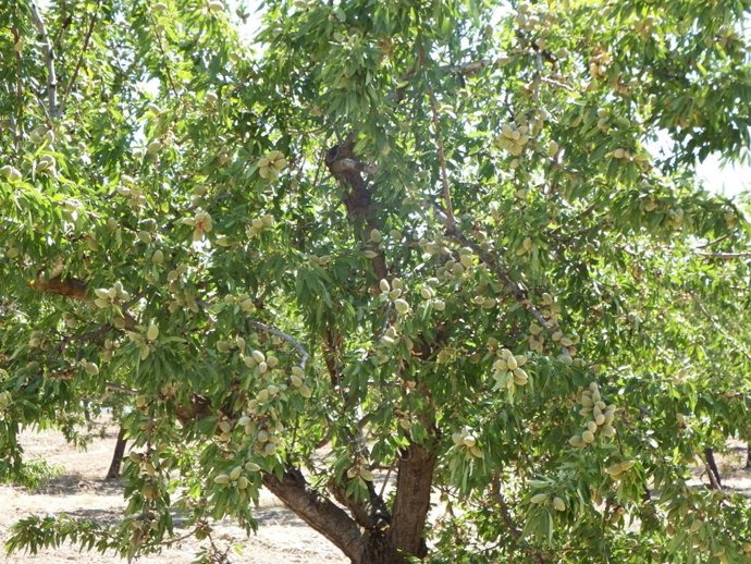 Archivo - Un almendro. 