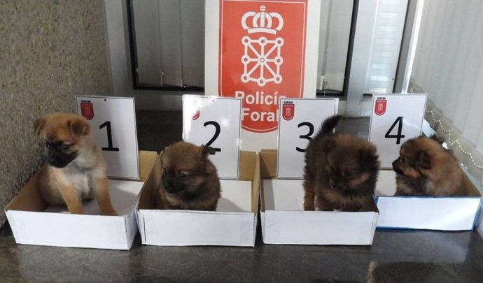 Los cuatro cachorros rescatados.