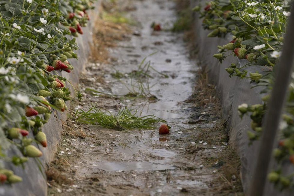 Archivo - Explotación agrícola en Moguer (Huelva) dedicada al cultivo de la fresa afectada por el temporal