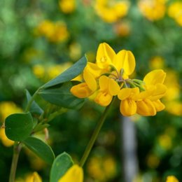 Medio Natural y Paisaje organiza un taller de fotografía de flora en el Jardín Botánico de La Rioja