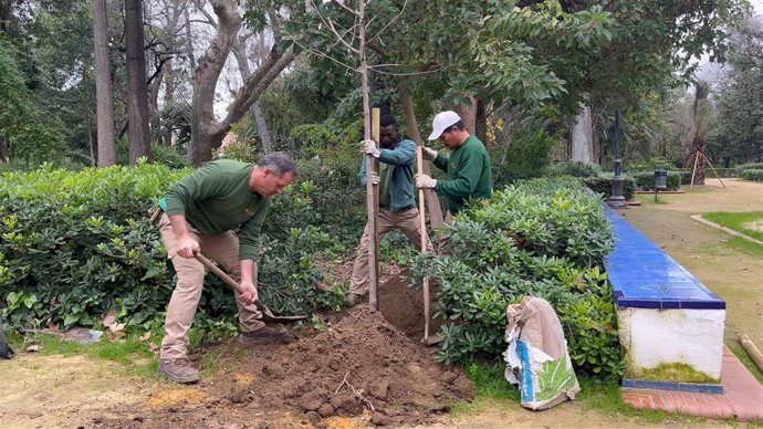 Fase de plantación de árboles en el Parque de María Luisa en Sevilla.
