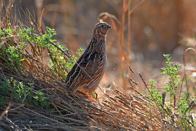 Archivo - IMAGEN DE UNA CODORNIZ