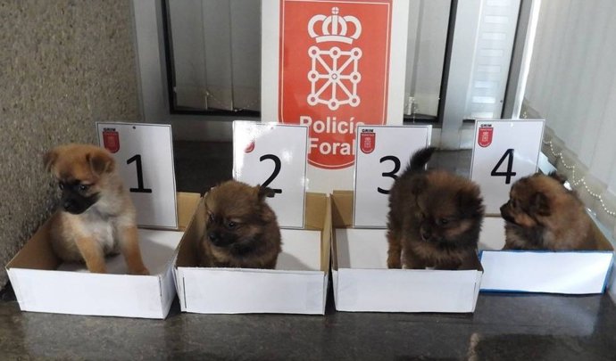 Los cuatro cachorros rescatados.