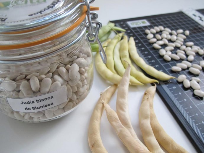 La Judía Blanca de Muniesa reconicida como variedad de conservación en el Catálogo Nacional