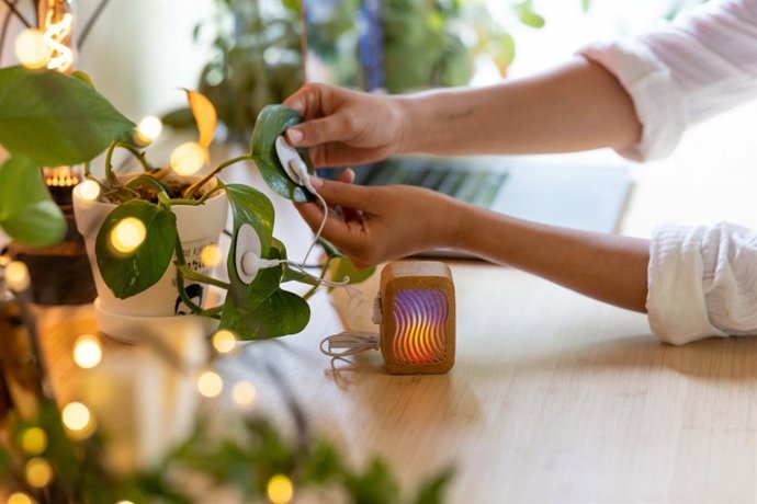 Archivo - Sesión musical de Joe Patitucci en Biophest