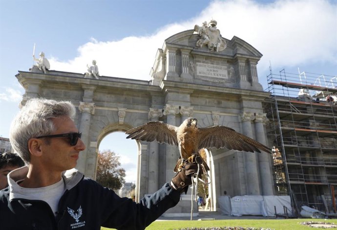 Una de las aves utilizadas para ahuyentar las palomas en las inmediaciones de la Puerta de Alcalá.