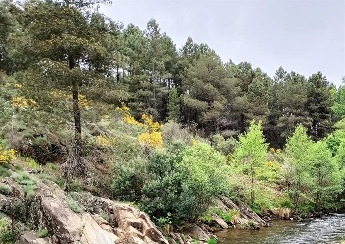 Archivo - Bosque de pinos en la Sierra de Gata (Cáceres)