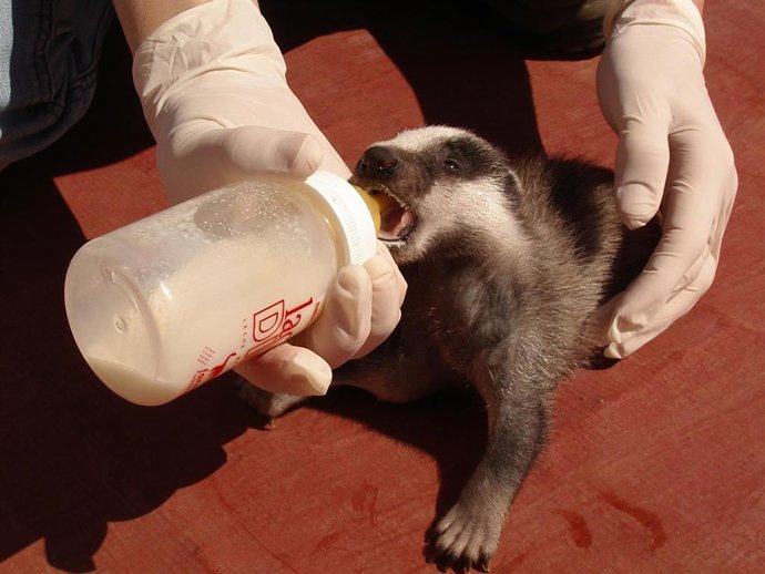 Medio Ambiente atiende en 2025 un 20 % más de animales heridos en el Centro de Recuperación de Fauna Salvaje de El Saler