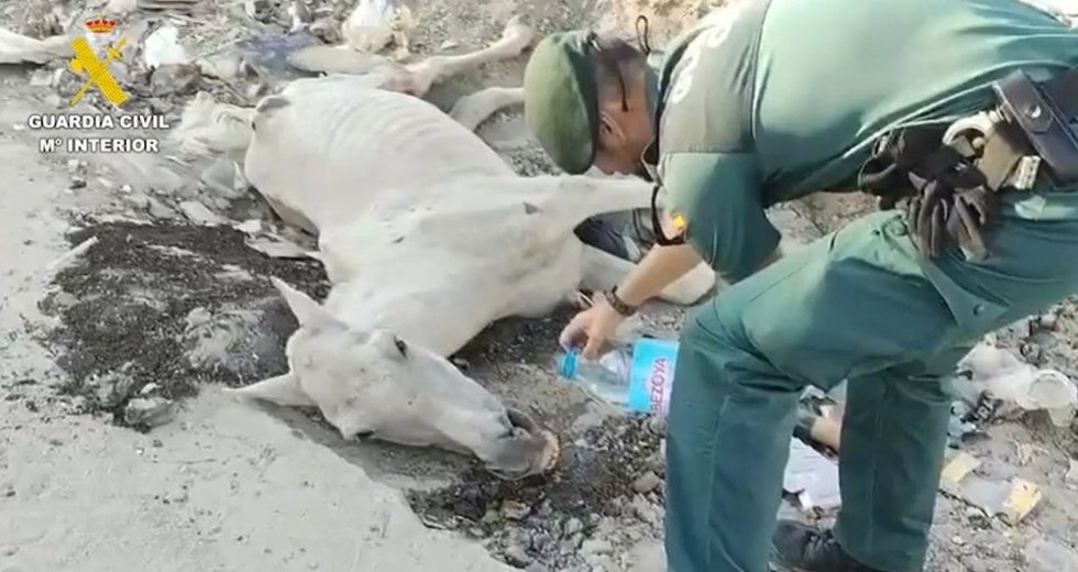Agente de la Guardia Civil junto al caballo abandonado en Valdemingómez al que hubo que practicar al eutanasia