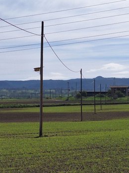 Una de las cajas nido colocadas en Gurb (Barcelona)