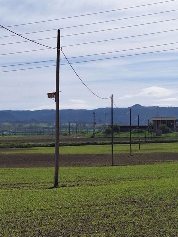 Una de las cajas nido colocadas en Gurb (Barcelona)