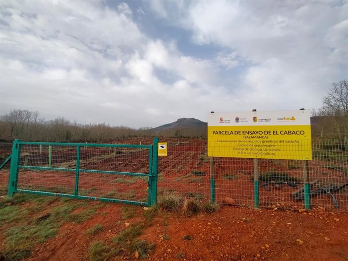 Parcela en la que se han plantado castaños en El Cabaco (Salamanca).