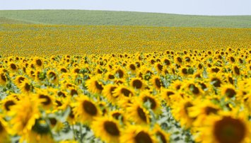Es Andalucía - Sevilla