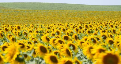 Es Andalucía - Sevilla