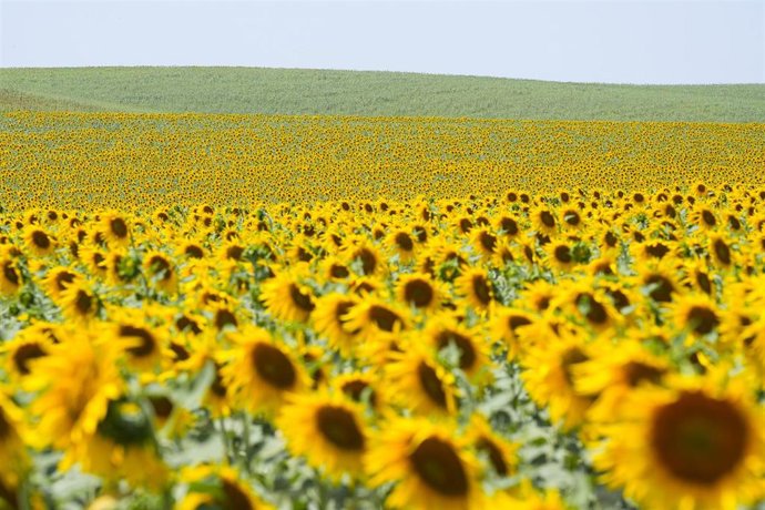 Archivo - Imágenes de un campo de girasoles en florecidos en la localidad sevillana de Sanlucar la Mayor, a 20 de junio de 2025, en Sevilla (Andalucía, España). 