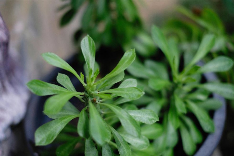 Plantas