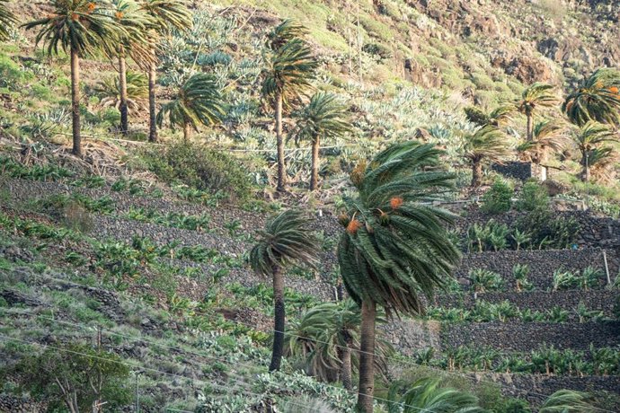 Archivo - Palmeras dobladas por el viento, a 16 de diciembre de 2024, en La Gomera, Canarias (España). Canarias continúa hoy en aviso por fuertes rachas de viento que podrían llegar a ser huracanadas y superar los 120 kilómetros por hora en las islas occi