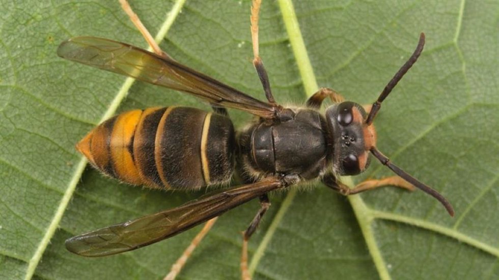Imagen de una avispa asiática