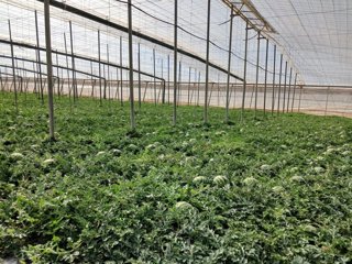 Invernadero de sandías.