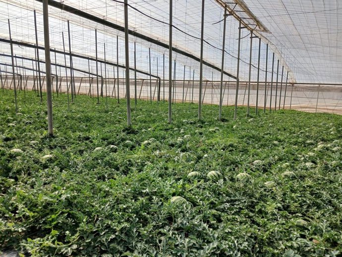 Invernadero de sandías.