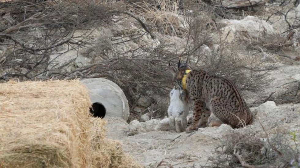 Uno de los linces, tras cazar un conejo.