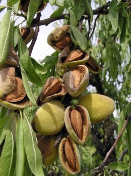 Archivo - Frutos secos