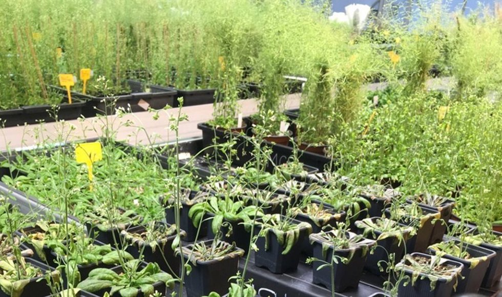 Plantas en el laboratorio