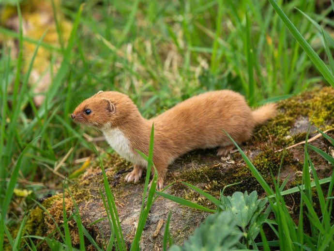 Adelantan tres millones de años el origen de la familia de las comadrejas en un estudio con participación de la Universitat de València