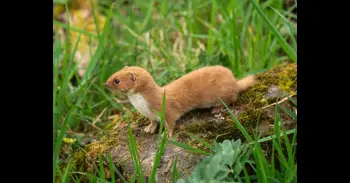 Adelantan tres millones de años el origen de la familia de las comadrejas y lo sitúan al final del Mioceno