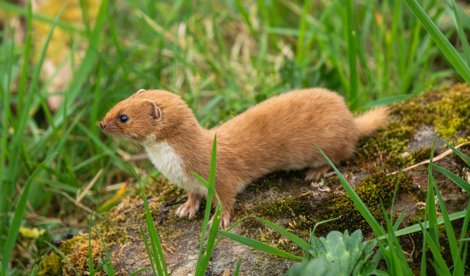 notibrasil sociedade