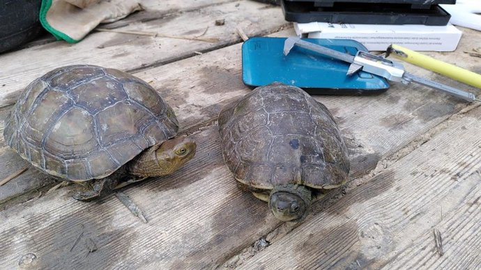 El Projecte Emys localitza set tortugues autòctones al Tancat de la Pipa